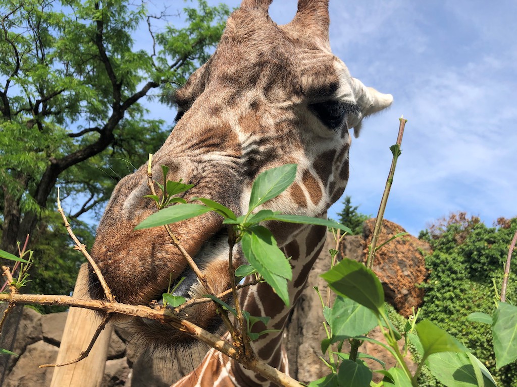 The Giraffe Encounter at the Philadelphia Zoo&nbsp;