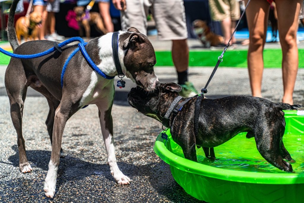 National Dog Month 2025 Unleashed in Philly’s Favorite Pet Spots